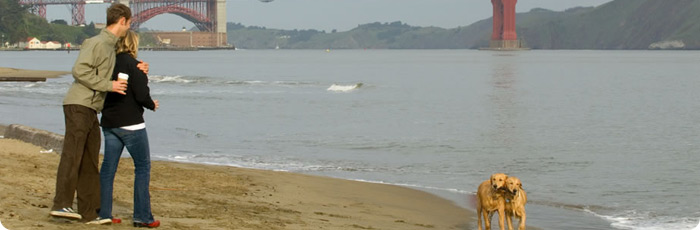 Dogs on the beach in San Francisco