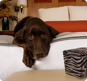 Dog at pet friendly Hotel Palomar San Francisco